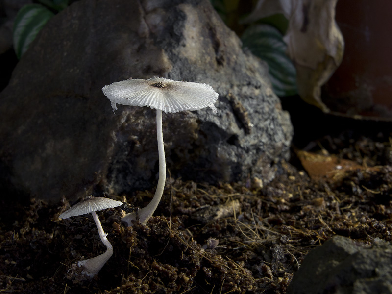 Leucocoprinus lilacinogranulosus